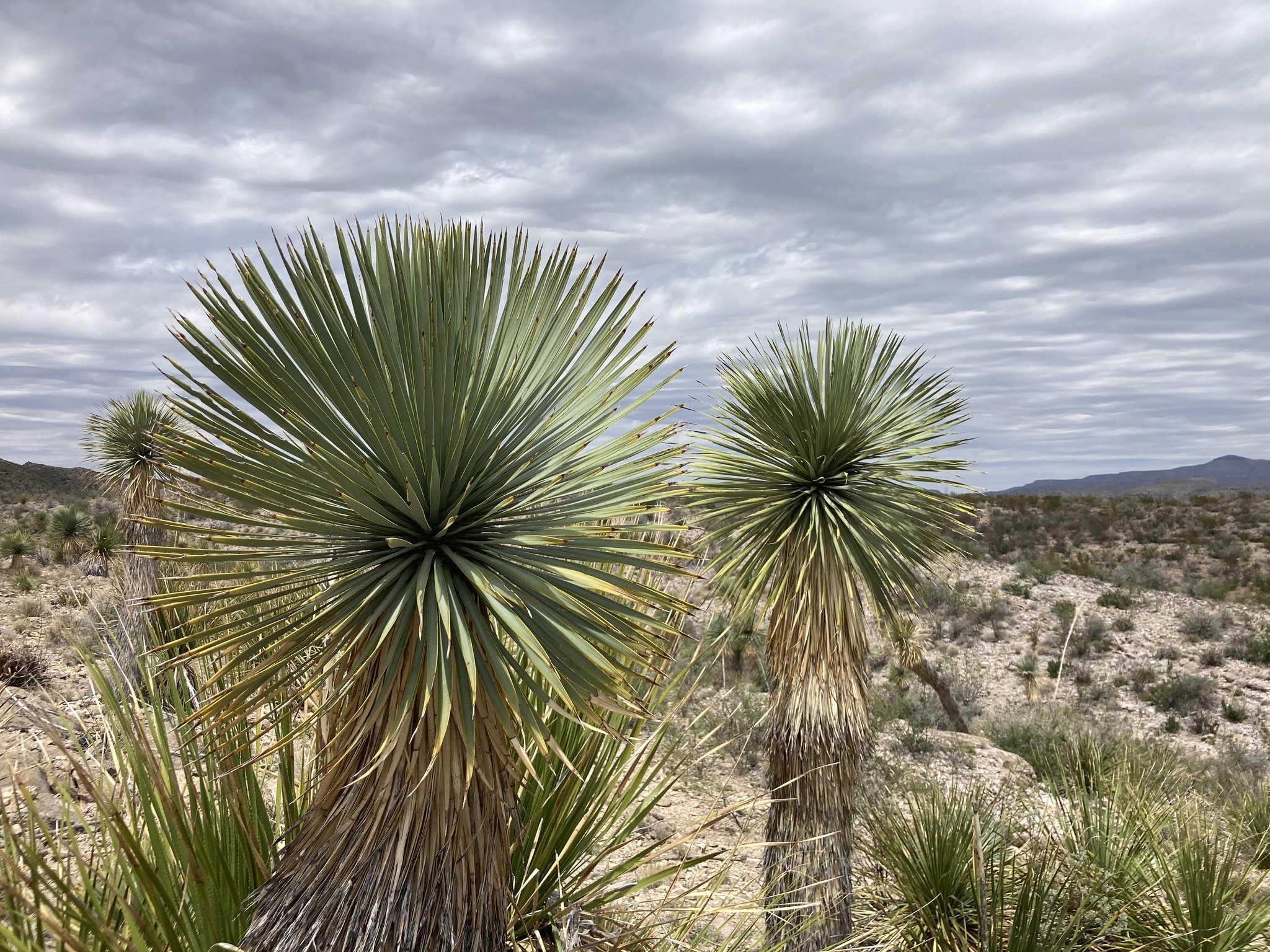 Yucca thompsoniana